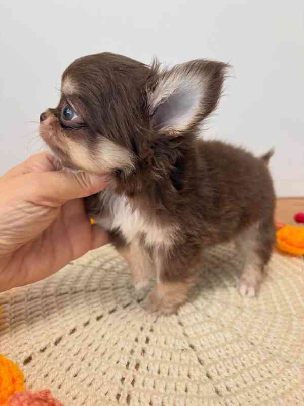 Long-Haired Chihuahua Puppy Available for Adoption 🐾   - foto 3