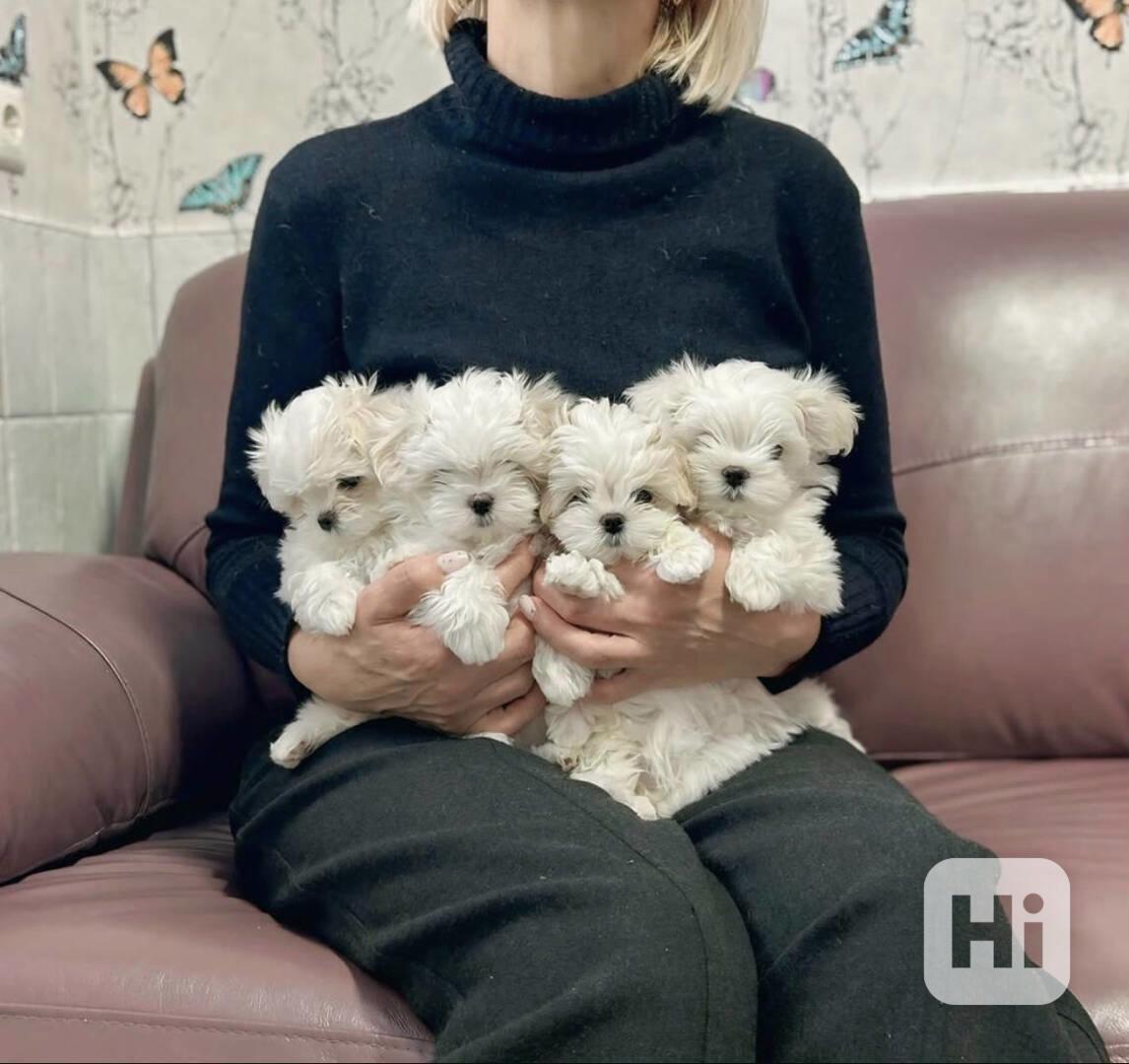 Rozkošná maltézská štěňátka hledají trvalý domov! - foto 1