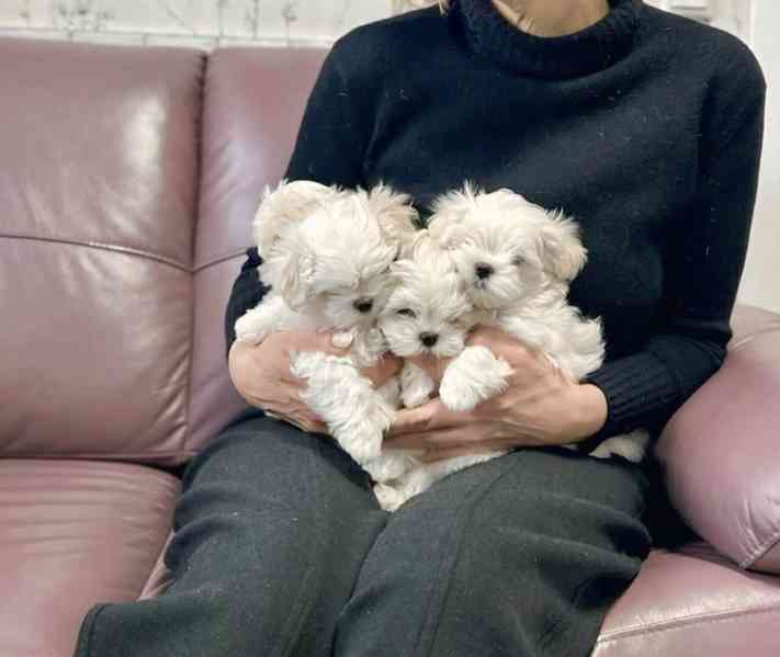 Rozkošná maltézská štěňátka hledají trvalý domov! - foto 3