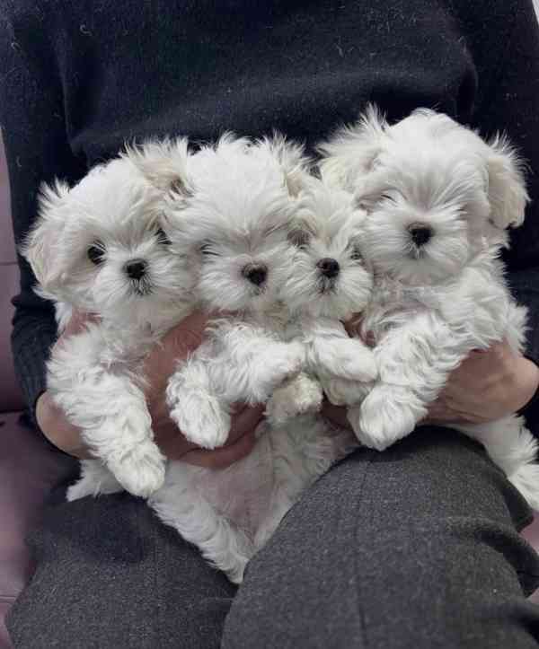 Rozkošná maltézská štěňátka hledají trvalý domov! - foto 2