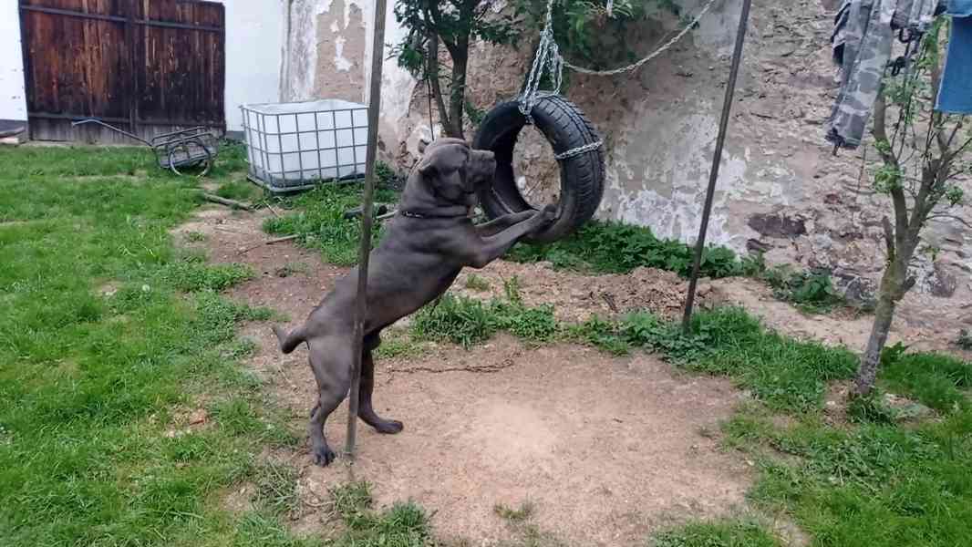 Americký bandog  - foto 7