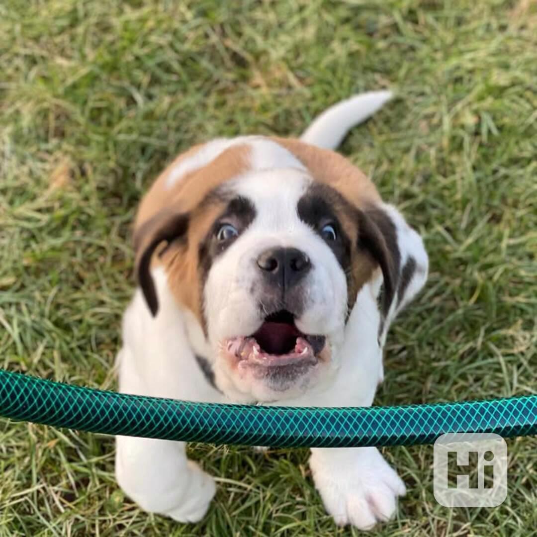 Štěně bernardince k adopci zdarma. - foto 1