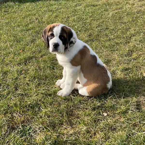 Štěně bernardince k adopci zdarma. - foto 4
