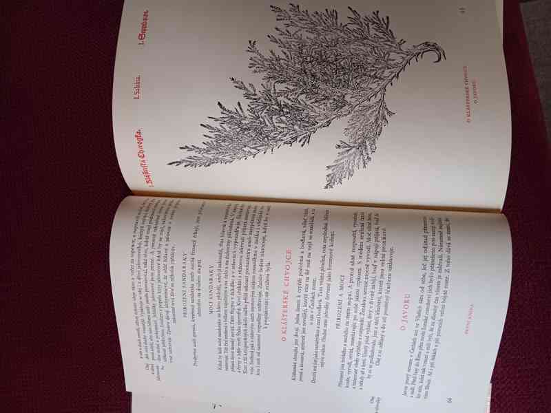 Herbar Mathiolli - foto 2