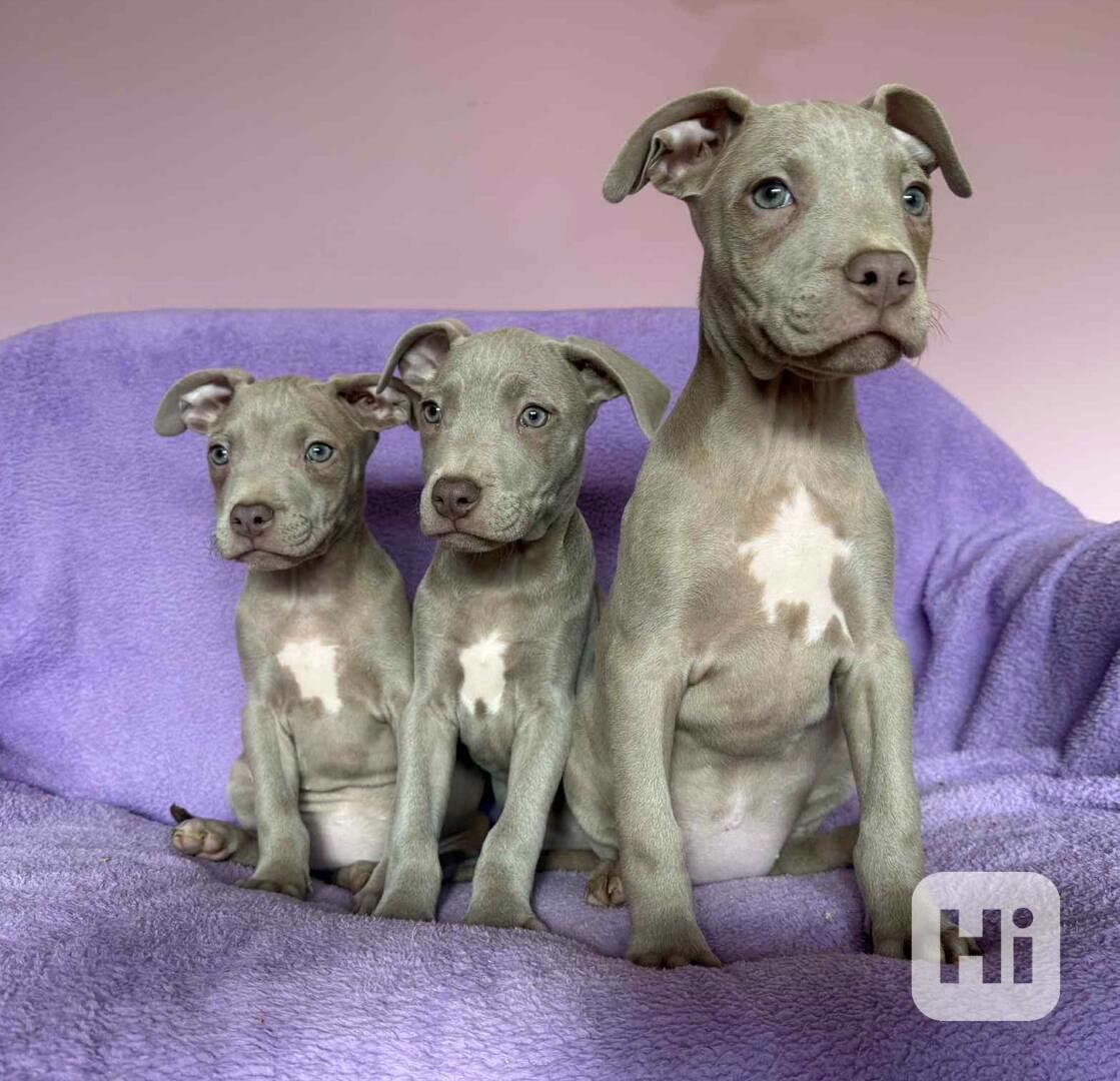 Americky Pitbulterier pit bull  silver fawn rarita  - foto 1