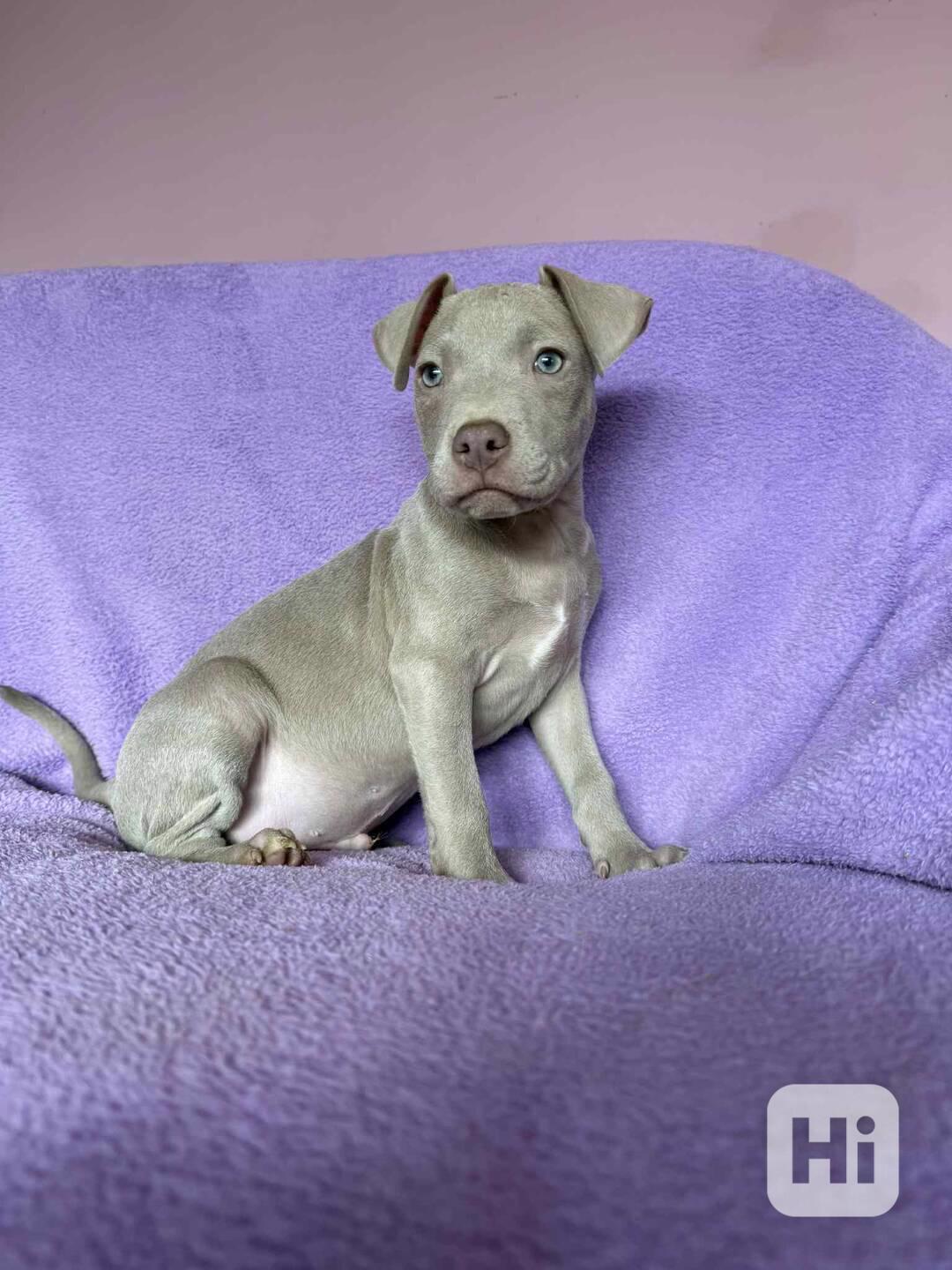 Americky Pitbulterier pit bull  silver fawn rarita  - foto 1