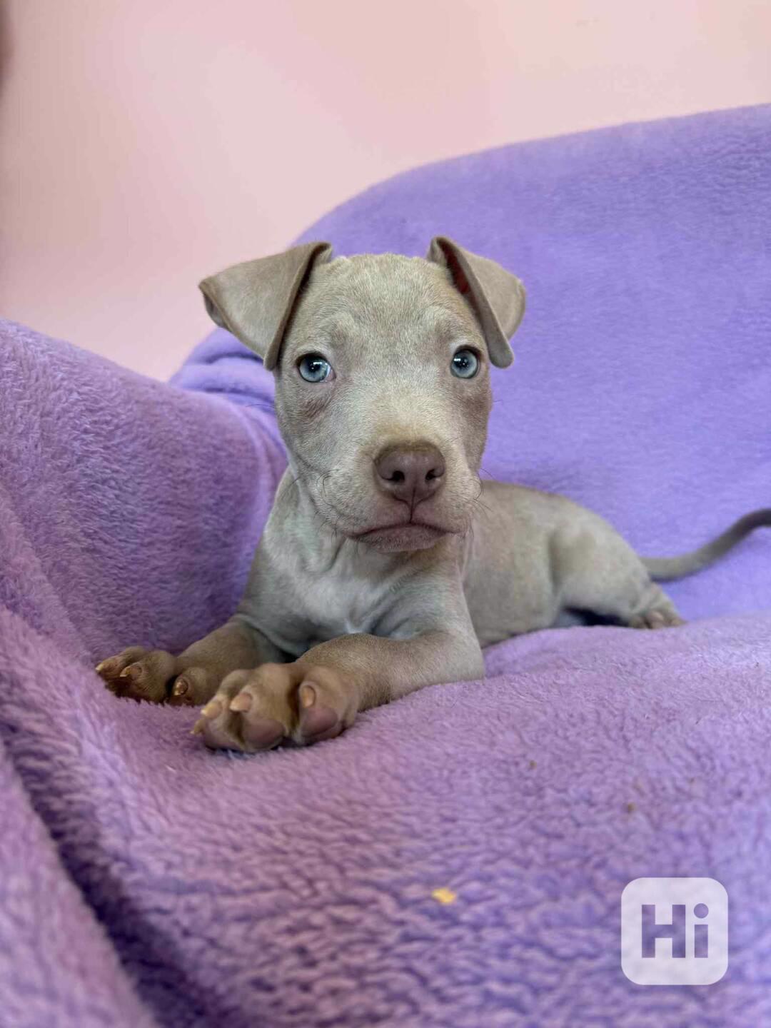 Americky Pitbulterier pit bull  silver fawn rarita  - foto 1