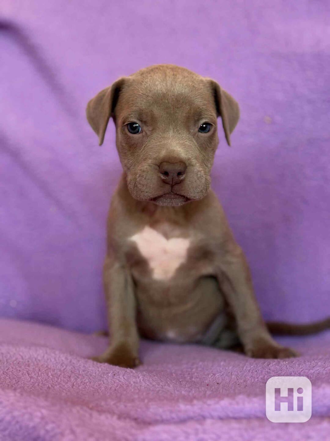 Americky Pitbulterier pit bull  silver fawn rarita  - foto 1