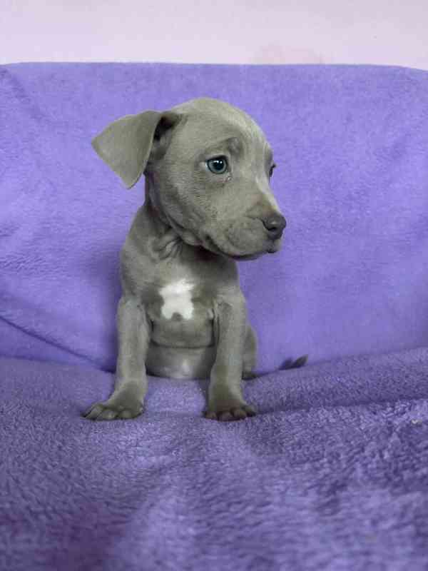 Americky Pitbulterier pit bull  silver fawn rarita  - foto 7