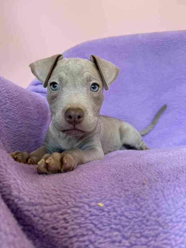 Americky Pitbulterier pit bull  silver fawn rarita  - foto 2