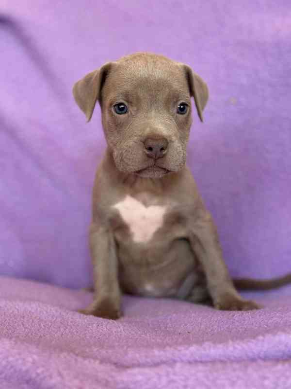 Americky Pitbulterier pit bull  silver fawn rarita  - foto 3