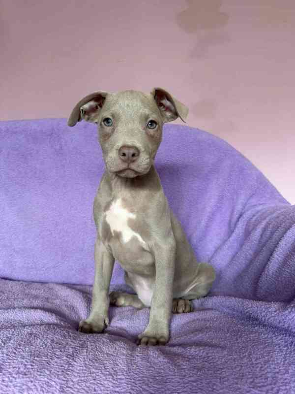 Americky Pitbulterier pit bull  silver fawn rarita  - foto 10