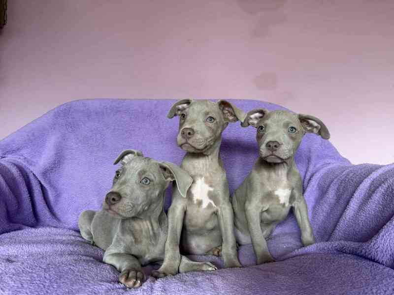 Americky Pitbulterier pit bull  silver fawn rarita  - foto 7