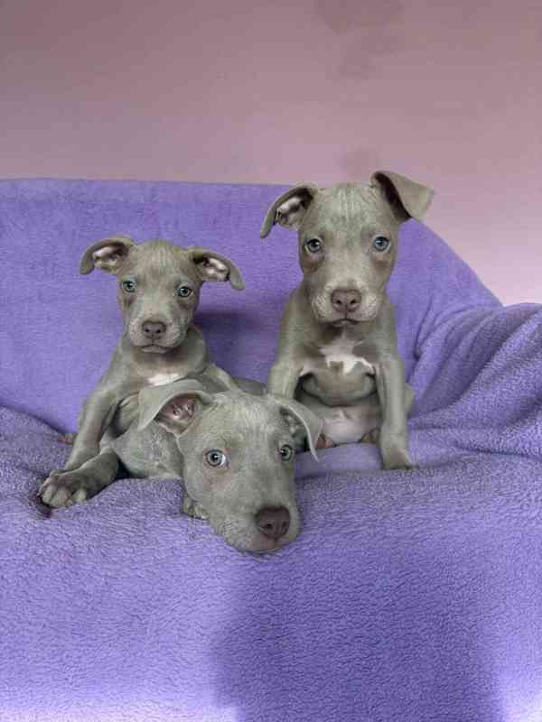 Americky Pitbulterier pit bull  silver fawn rarita  - foto 5