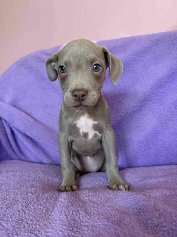 Americky Pitbulterier pit bull  silver fawn rarita  - foto 7