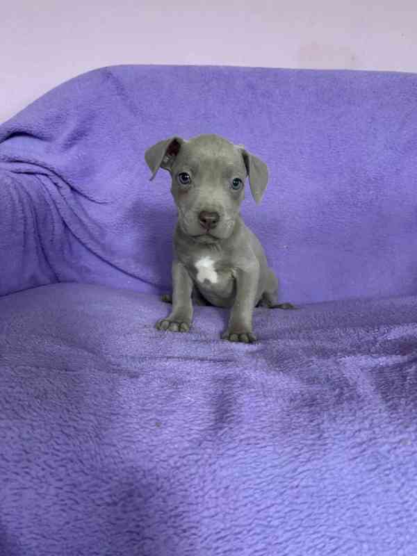 Americky Pitbulterier pit bull  silver fawn rarita  - foto 4