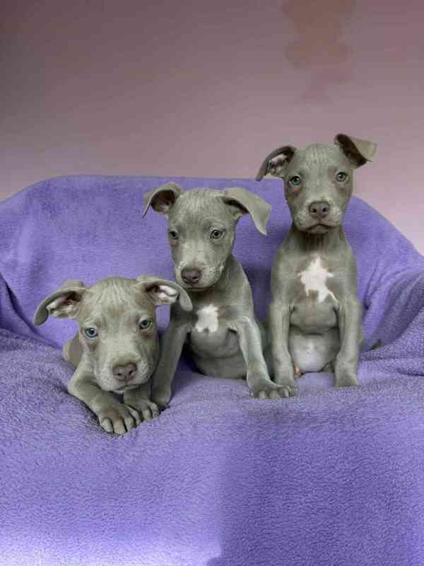 Americky Pitbulterier pit bull  silver fawn rarita  - foto 8