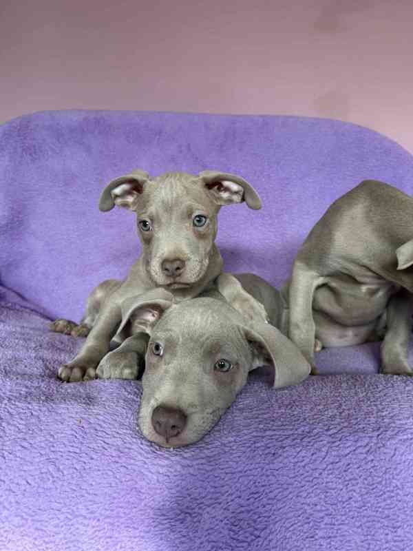 Americky Pitbulterier pit bull  silver fawn rarita  - foto 6