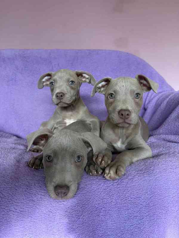Americky Pitbulterier pit bull  silver fawn rarita  - foto 4