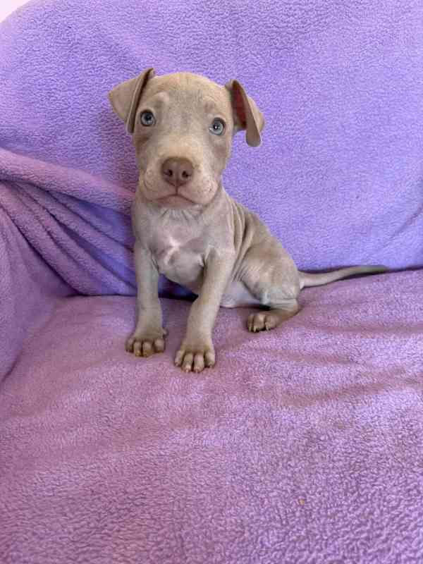 Americky Pitbulterier pit bull  silver fawn rarita  - foto 9