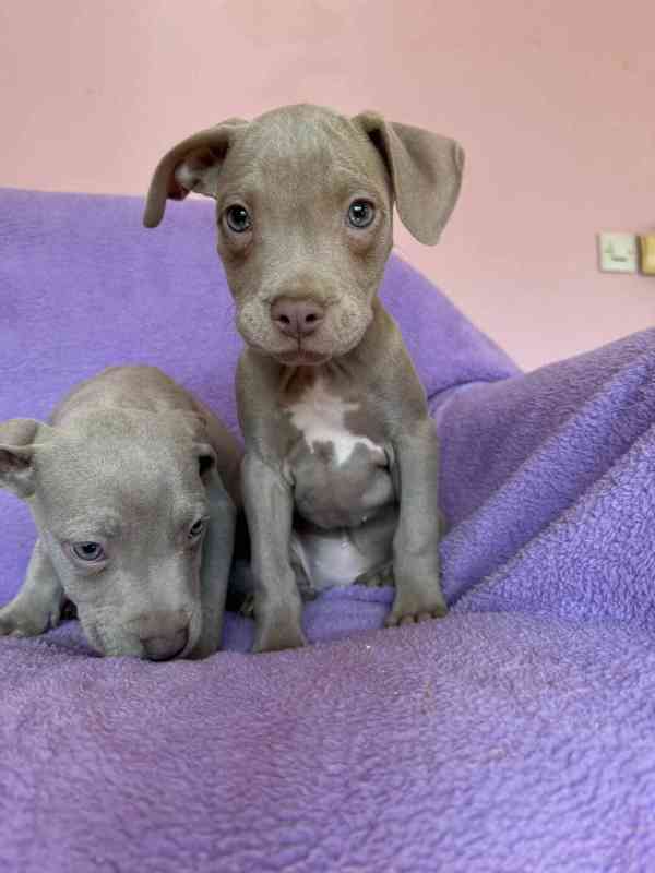 Americky Pitbulterier pit bull  silver fawn rarita  - foto 6
