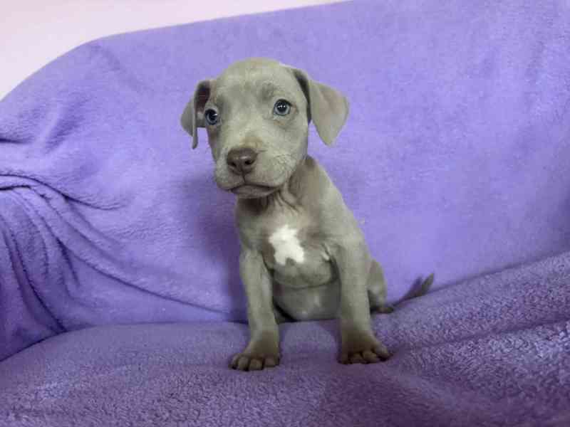 Americky Pitbulterier pit bull  silver fawn rarita  - foto 5