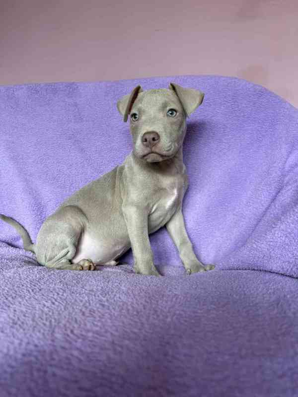 Americky Pitbulterier pit bull  silver fawn rarita  - foto 2