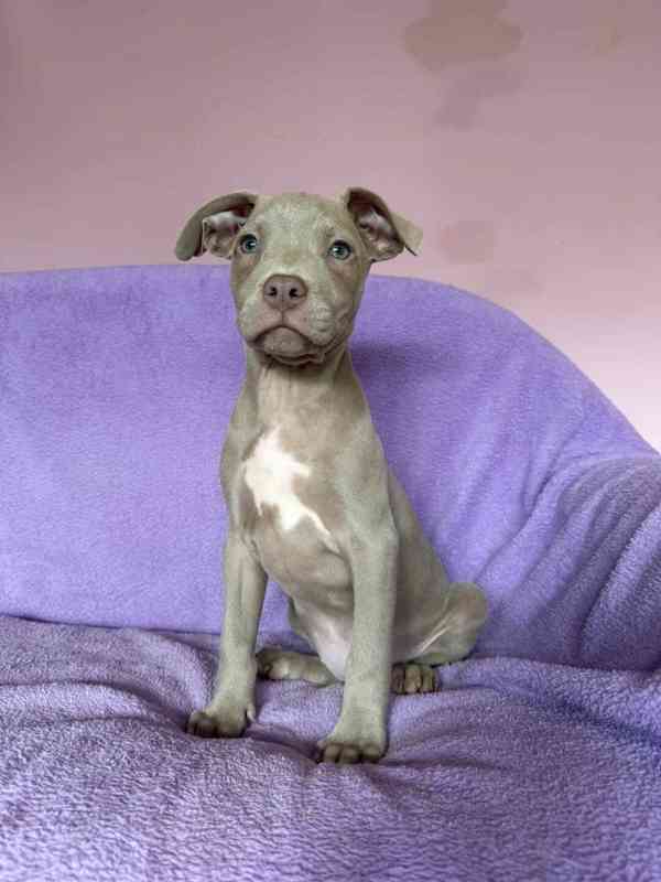 Americky Pitbulterier pit bull  silver fawn rarita  - foto 9