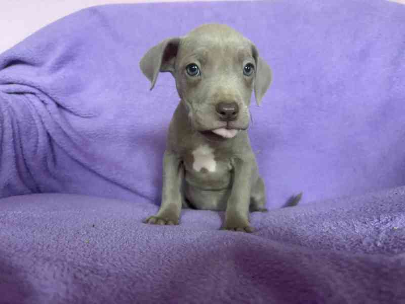 Americky Pitbulterier pit bull  silver fawn rarita  - foto 6