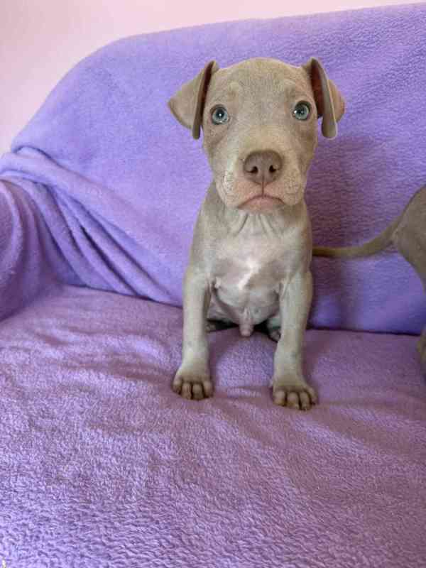 Americky Pitbulterier pit bull  silver fawn rarita  - foto 11