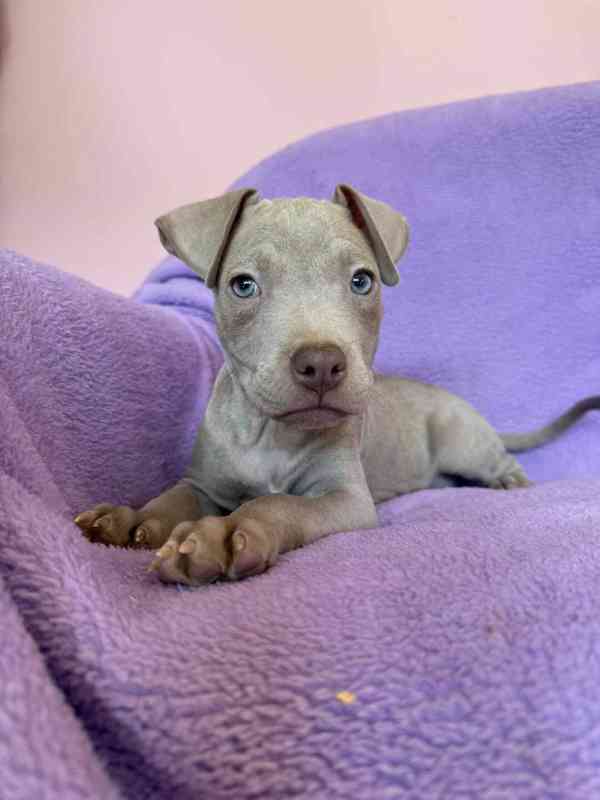 Americky Pitbulterier pit bull silver fawn rarita - foto 1