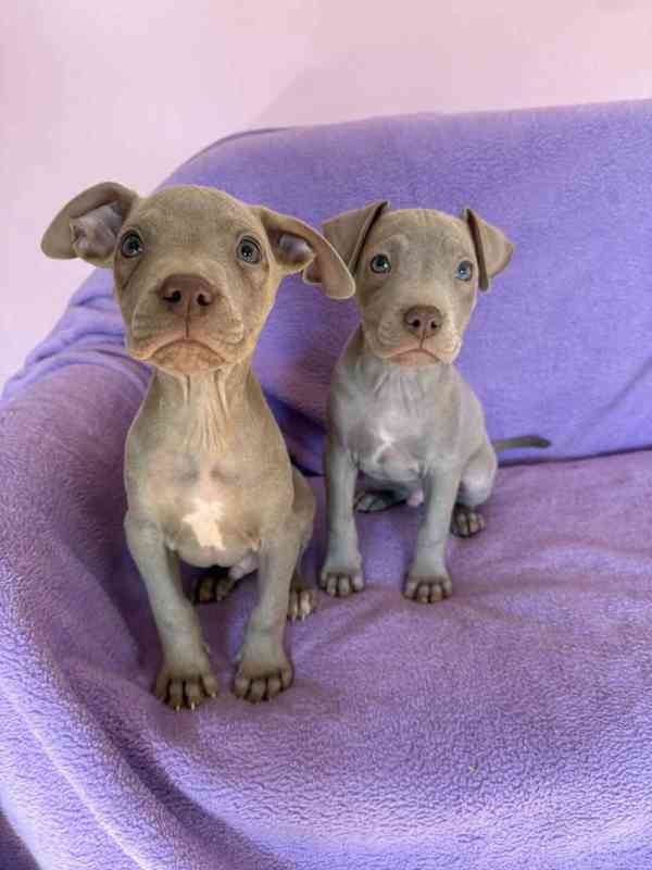 Americky Pitbulterier pit bull  silver fawn rarita  - foto 8