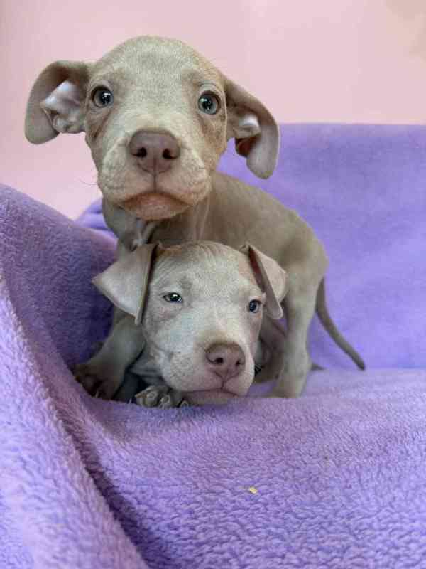 Americky Pitbulterier pit bull  silver fawn rarita  - foto 10