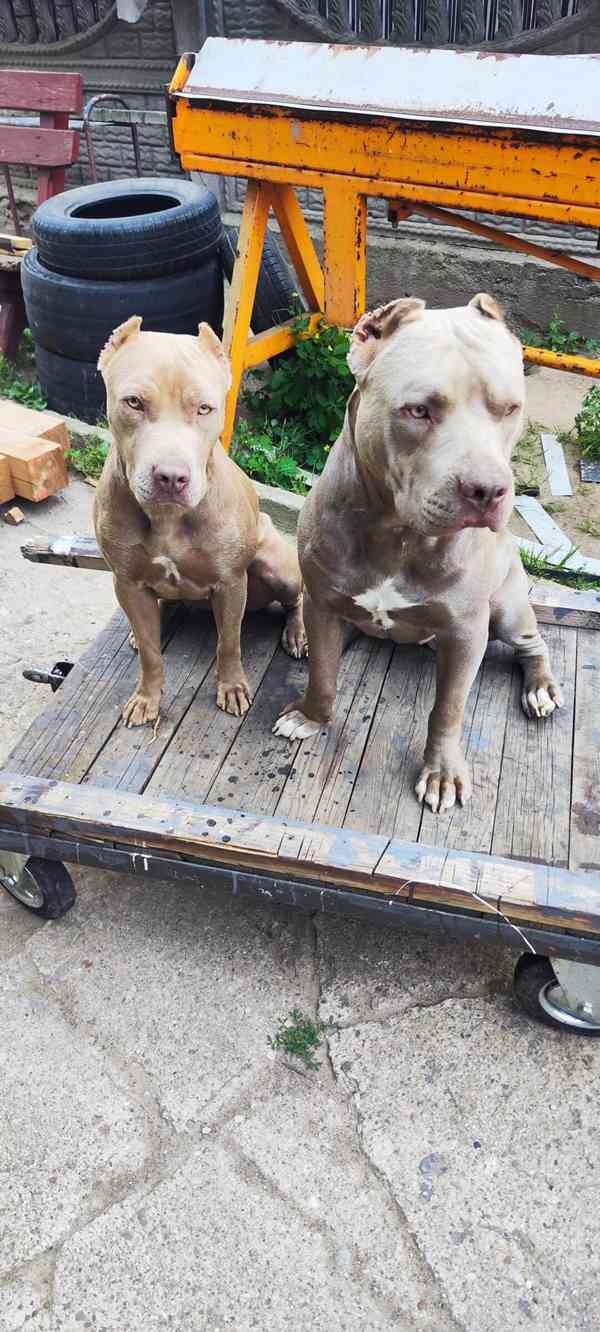 Americky Pitbulterier pit bull  silver fawn rarita  - foto 9