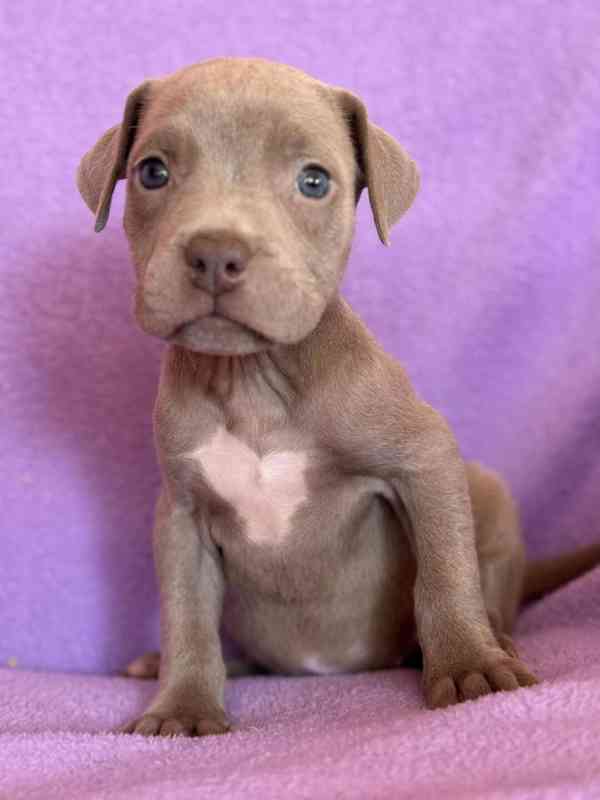 Americky Pitbulterier pit bull  silver fawn rarita  - foto 2