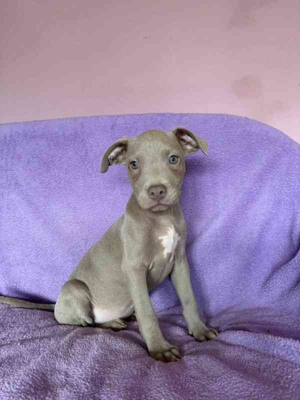 Americky Pitbulterier pit bull  silver fawn rarita  - foto 3