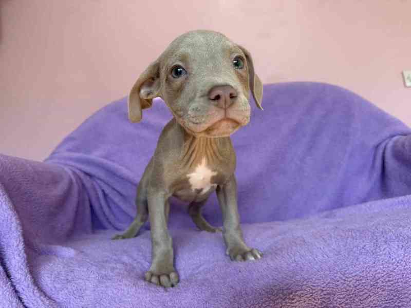 Americky Pitbulterier pit bull  silver fawn rarita  - foto 5