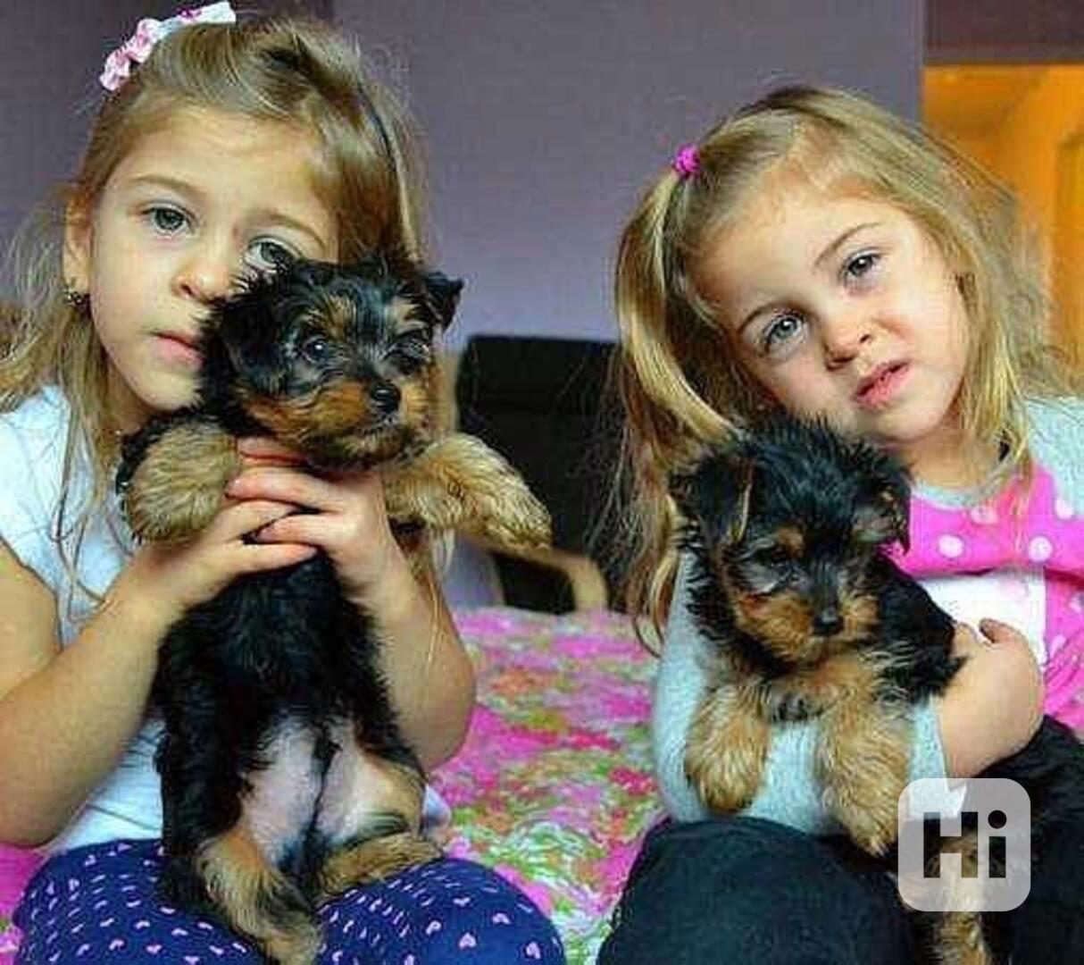 Registrovaná štěňata jorkšírského teriéra Zbývají 2 malí jor - foto 1