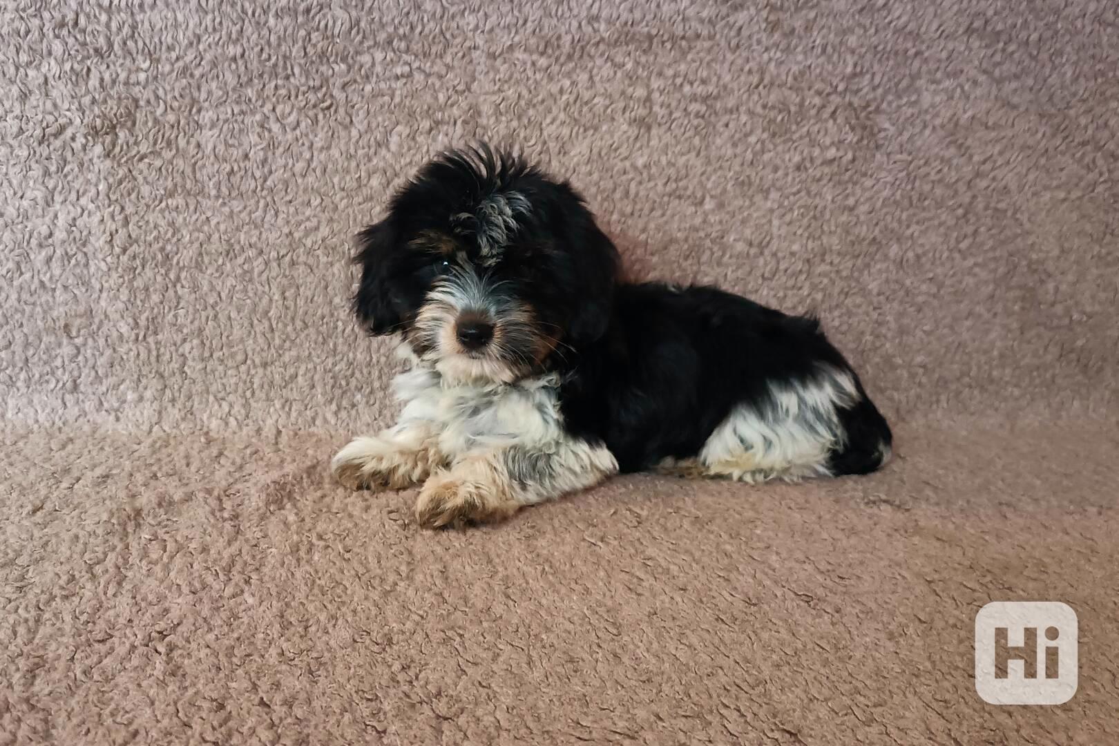 Biewer terier - foto 1