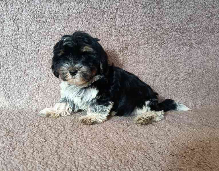 Biewer terier - foto 2