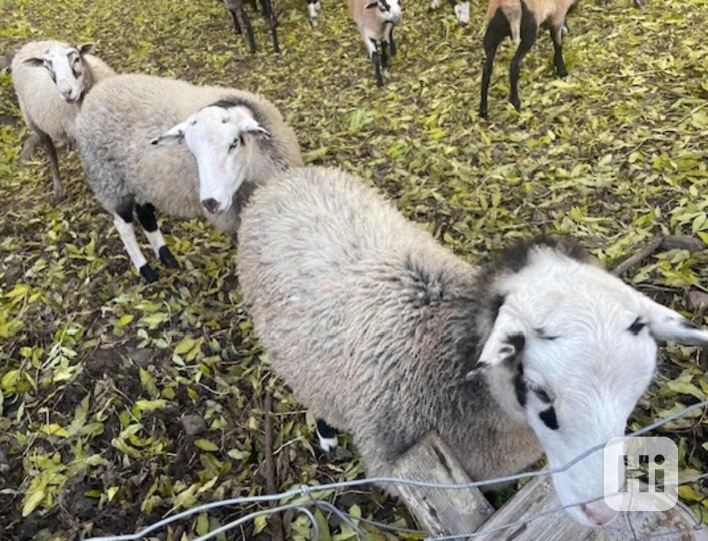 Ovce kamerunske ihned k odberu - foto 1