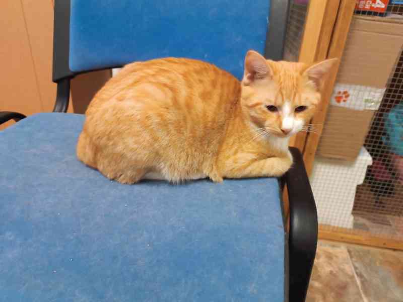 Čtyři 4,5měsíční kocourkové Filip, Méďa, Sam, Cookies - foto 8