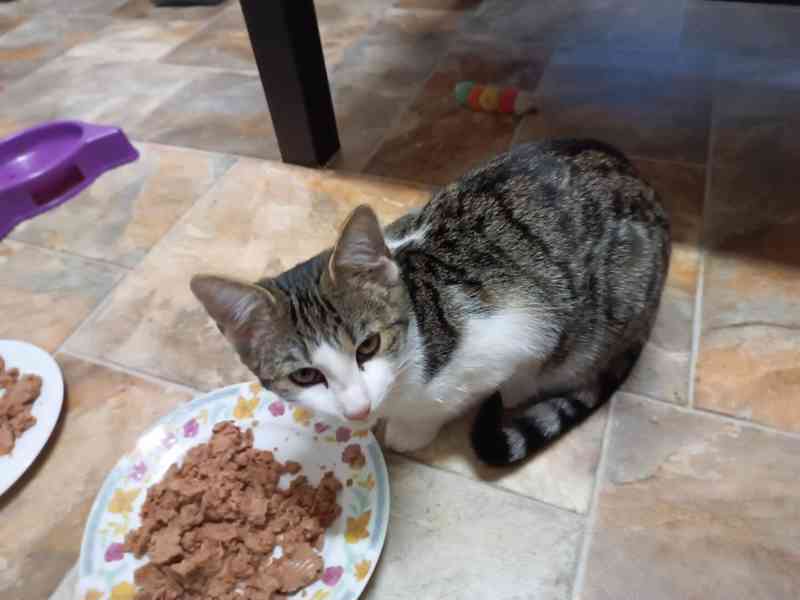 Čtyři 4,5měsíční kocourkové Filip, Méďa, Sam, Cookies - foto 11