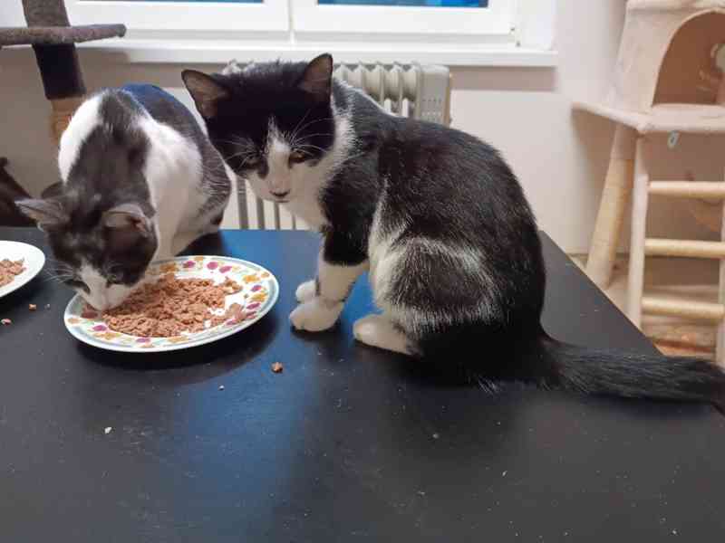 Čtyři 4,5měsíční kocourkové Filip, Méďa, Sam, Cookies - foto 9