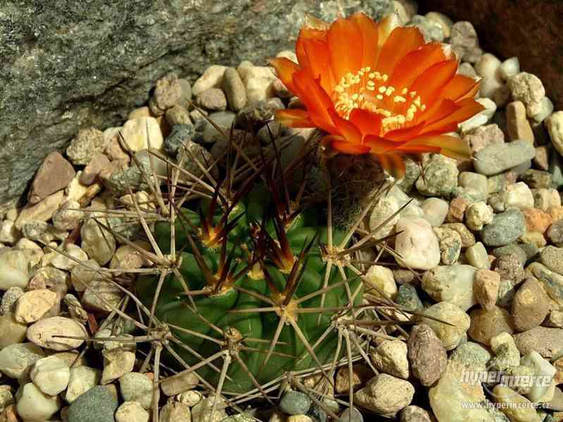 kaktus Acanthocalycium ferrari WR 572 - semena - foto 1