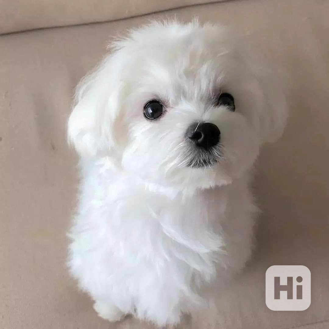 Minie maltipoo štěňata na prodej maltipoo štěňata psům se ne - foto 1