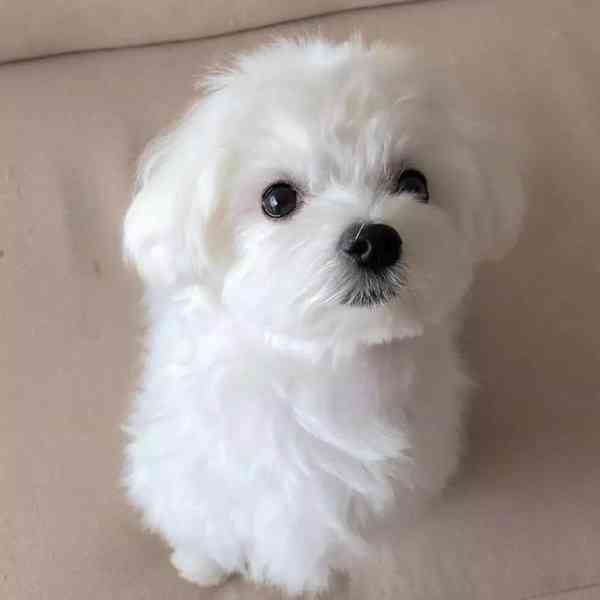 Minie maltipoo štěňata na prodej maltipoo štěňata psům se ne - foto 1