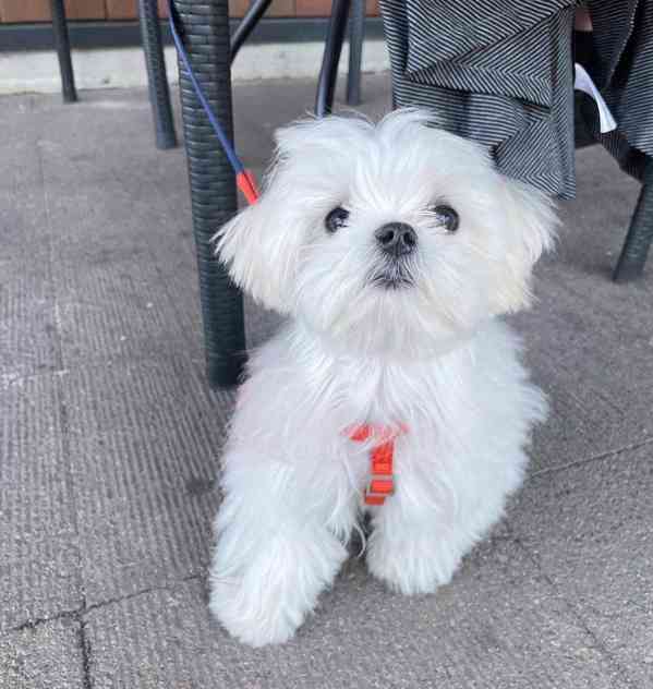 Minie maltipoo štěňata na prodej maltipoo štěňata psům se ne - foto 2