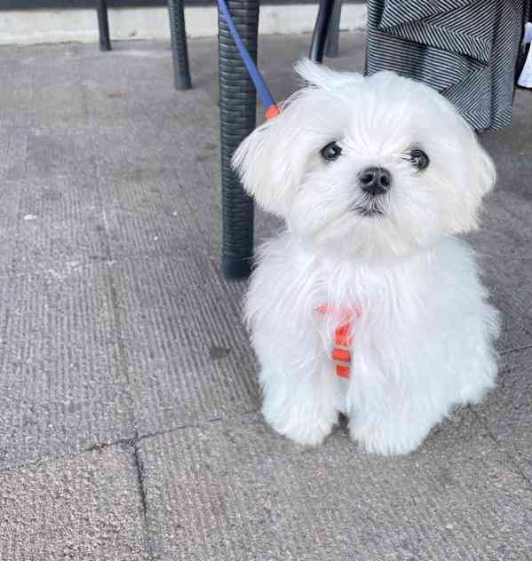 Minie maltipoo štěňata na prodej maltipoo štěňata psům se ne - foto 3