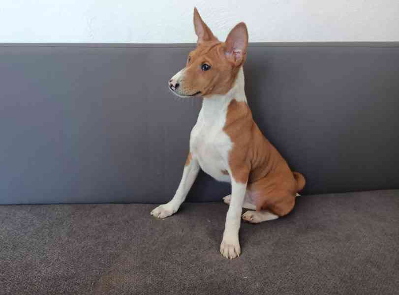 Basenji - prodám štěňata bez pp - foto 4